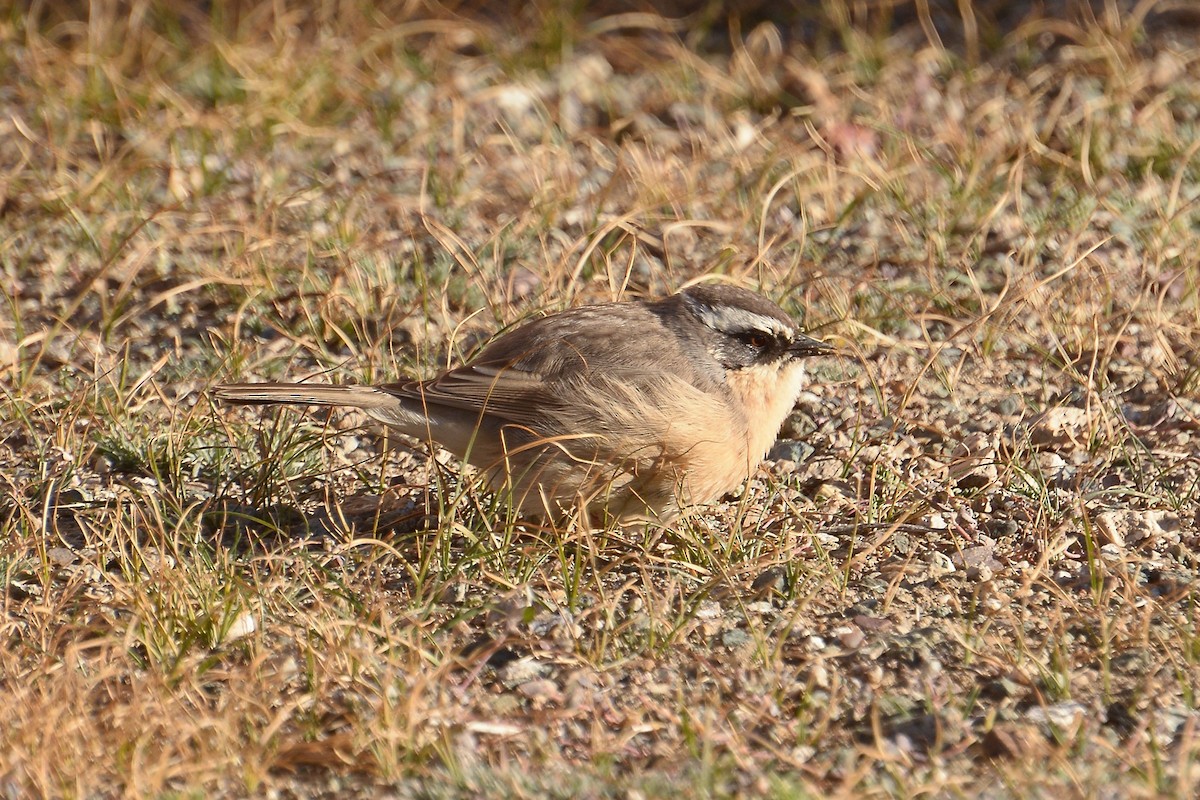 Brown Accentor - ML119014261