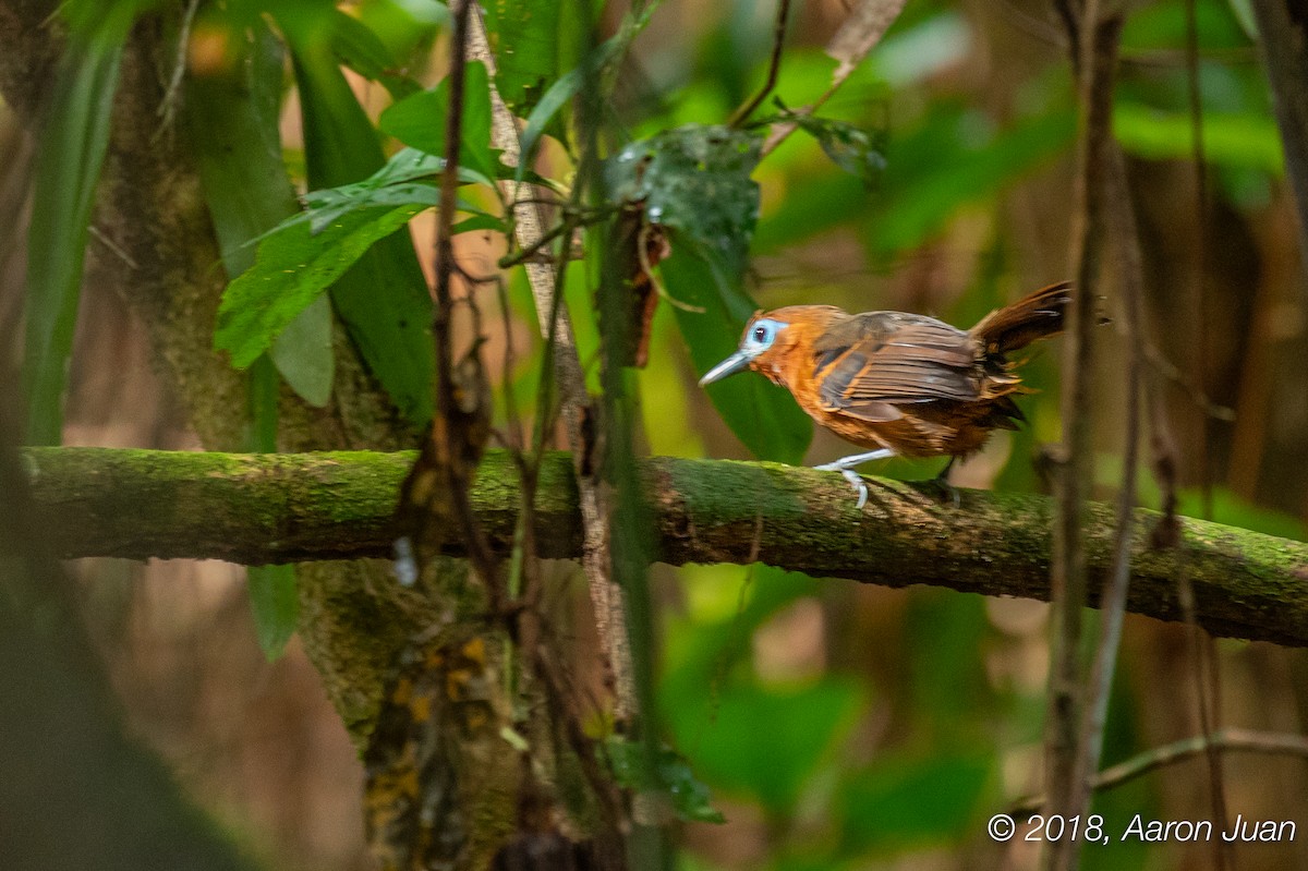 Bare-crowned Antbird - ML119019081