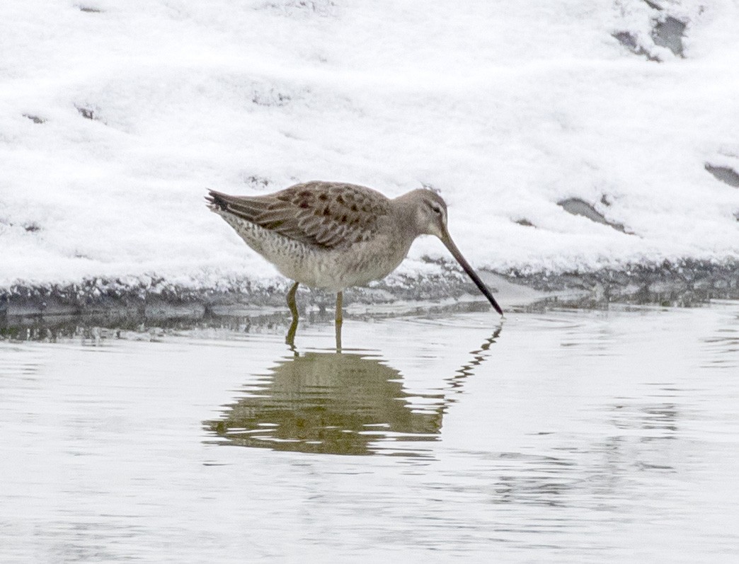 Long-billed Dowitcher - Mouser Williams