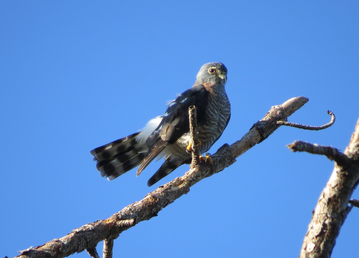 Double-toothed Kite - ML119021421