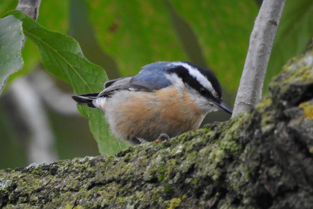 Red-breasted Nuthatch - Terry Walsh