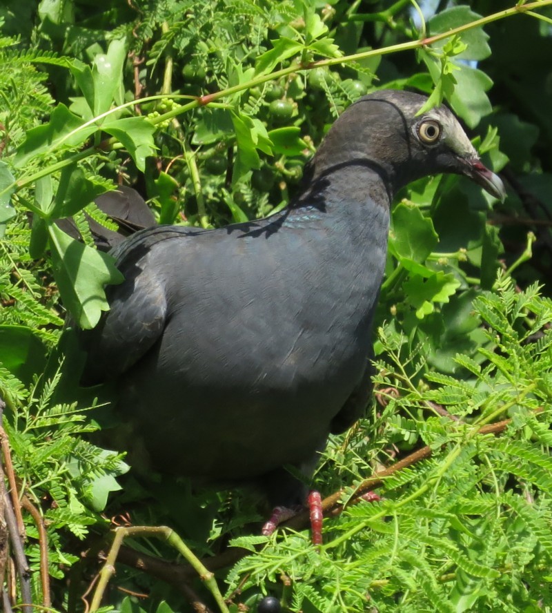 White-crowned Pigeon - ML119026431