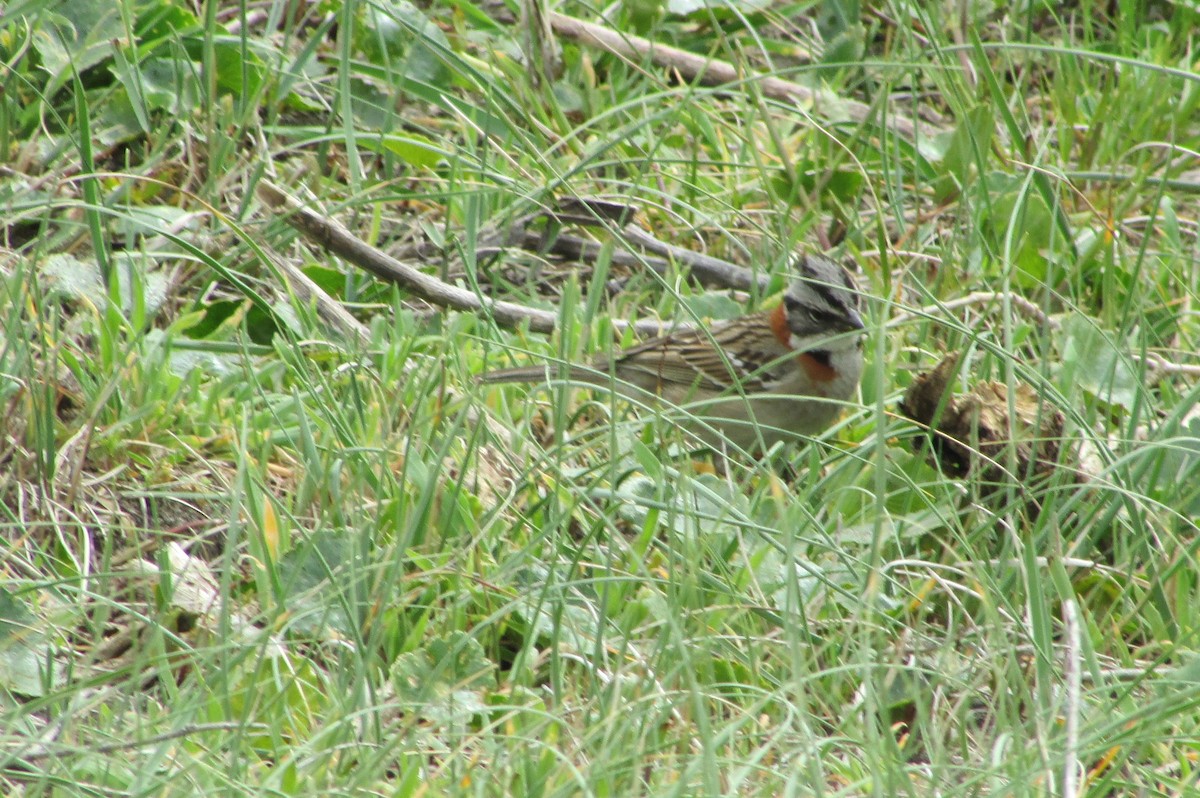 Rufous-collared Sparrow - Jose Rebolledo