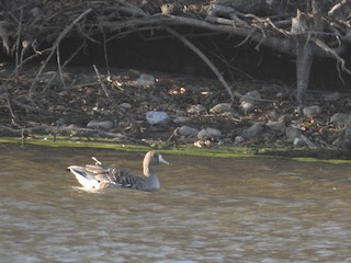 Greater White-fronted Goose, ML119028191