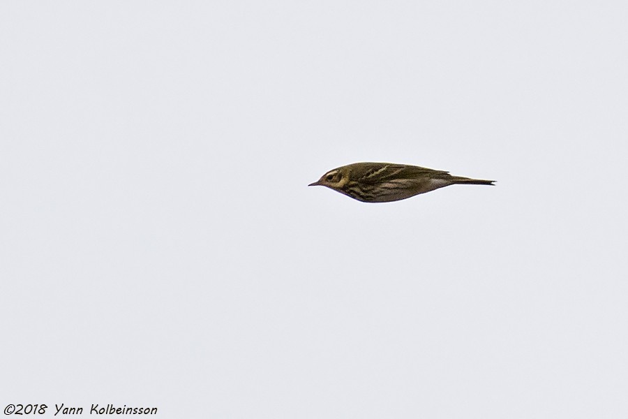 Olive-backed Pipit - ML119032931