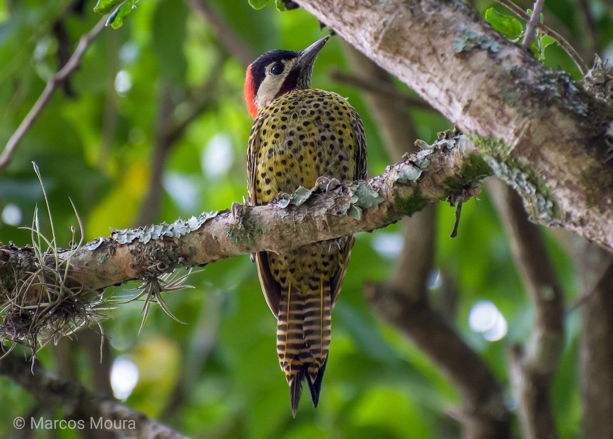 Green-barred Woodpecker - ML119041311