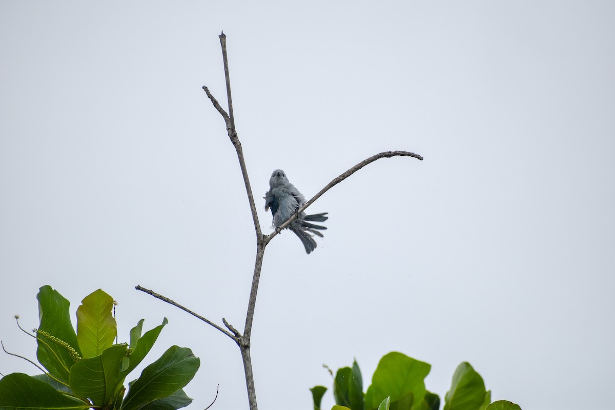 Blue-gray Tanager - ML119048871