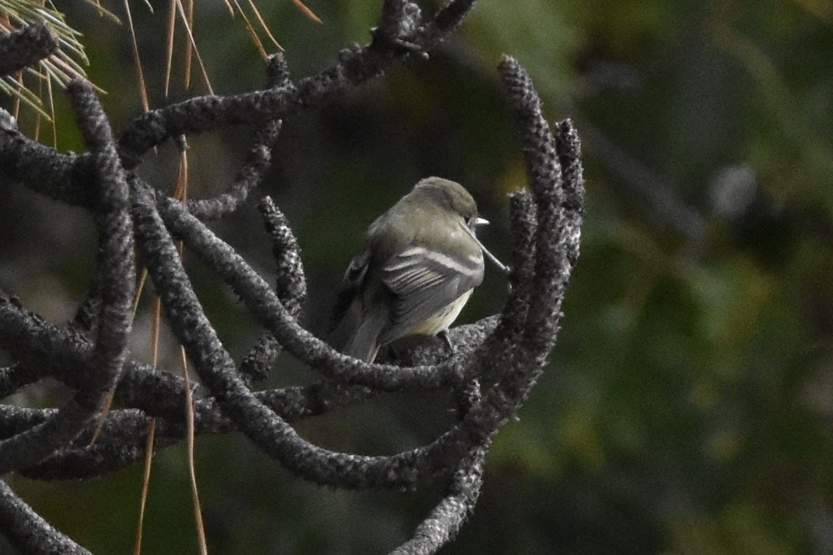 Western Flycatcher (Pacific-slope) - Too Fly