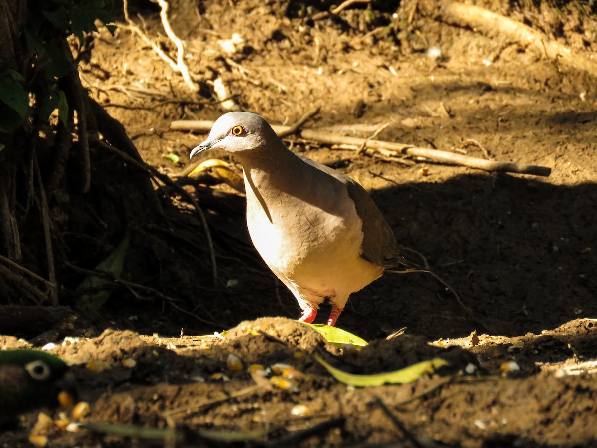 White-tipped Dove (brasiliensis Group) - ML119049661