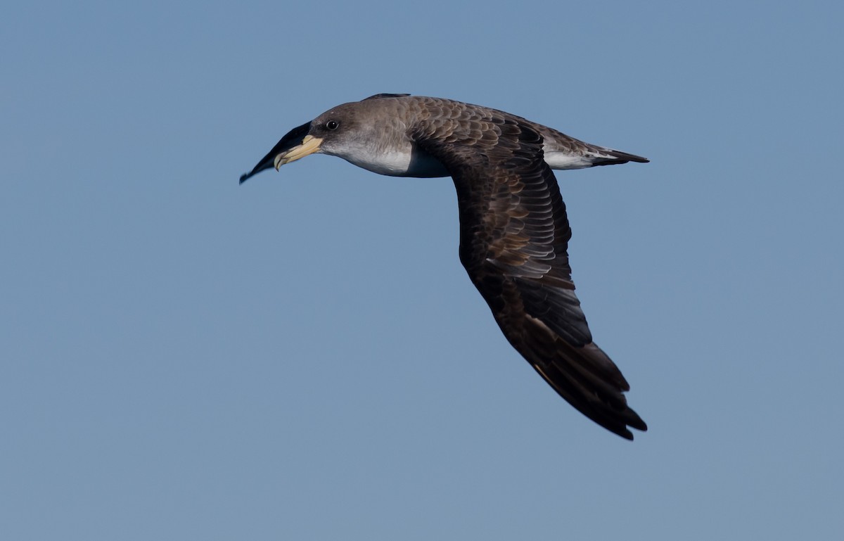 Cory's Shearwater - Alix d'Entremont