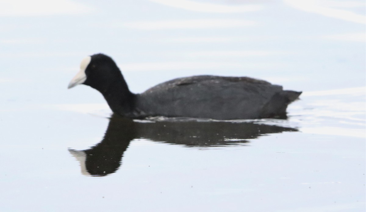 Giant Coot - ML119051151