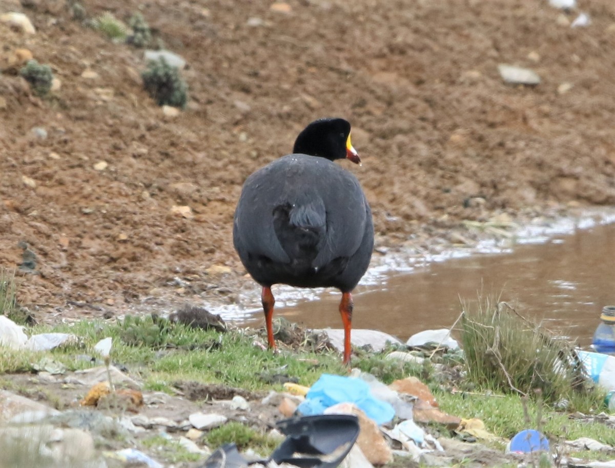 Giant Coot - ML119051931