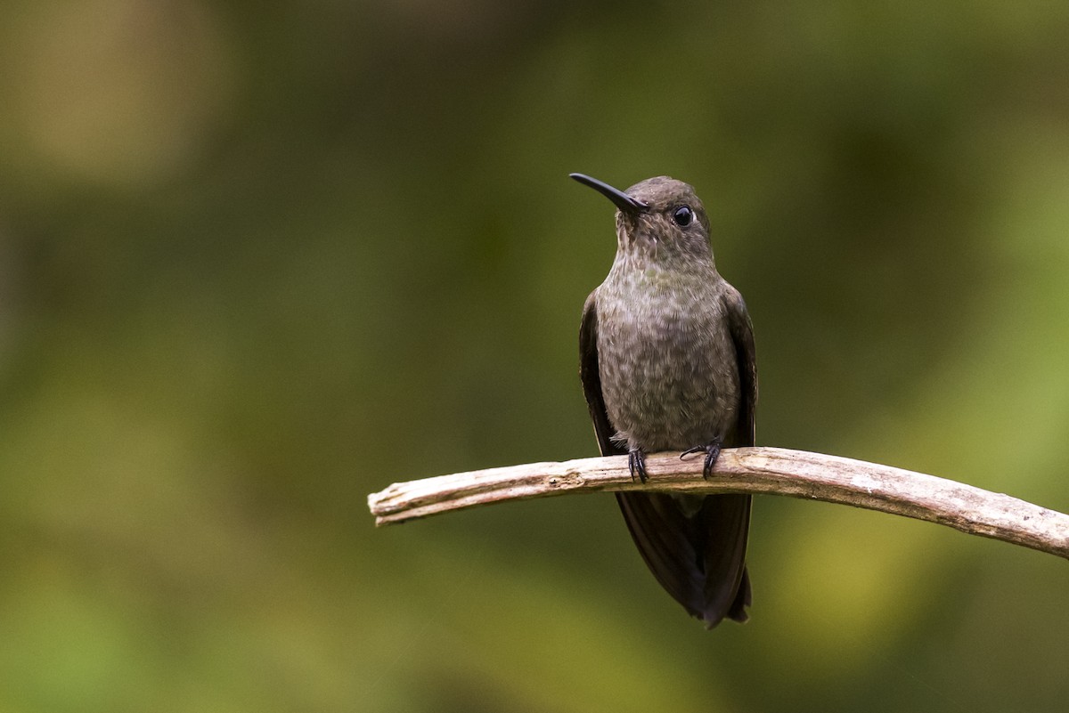 Sombre Hummingbird - ML119053321