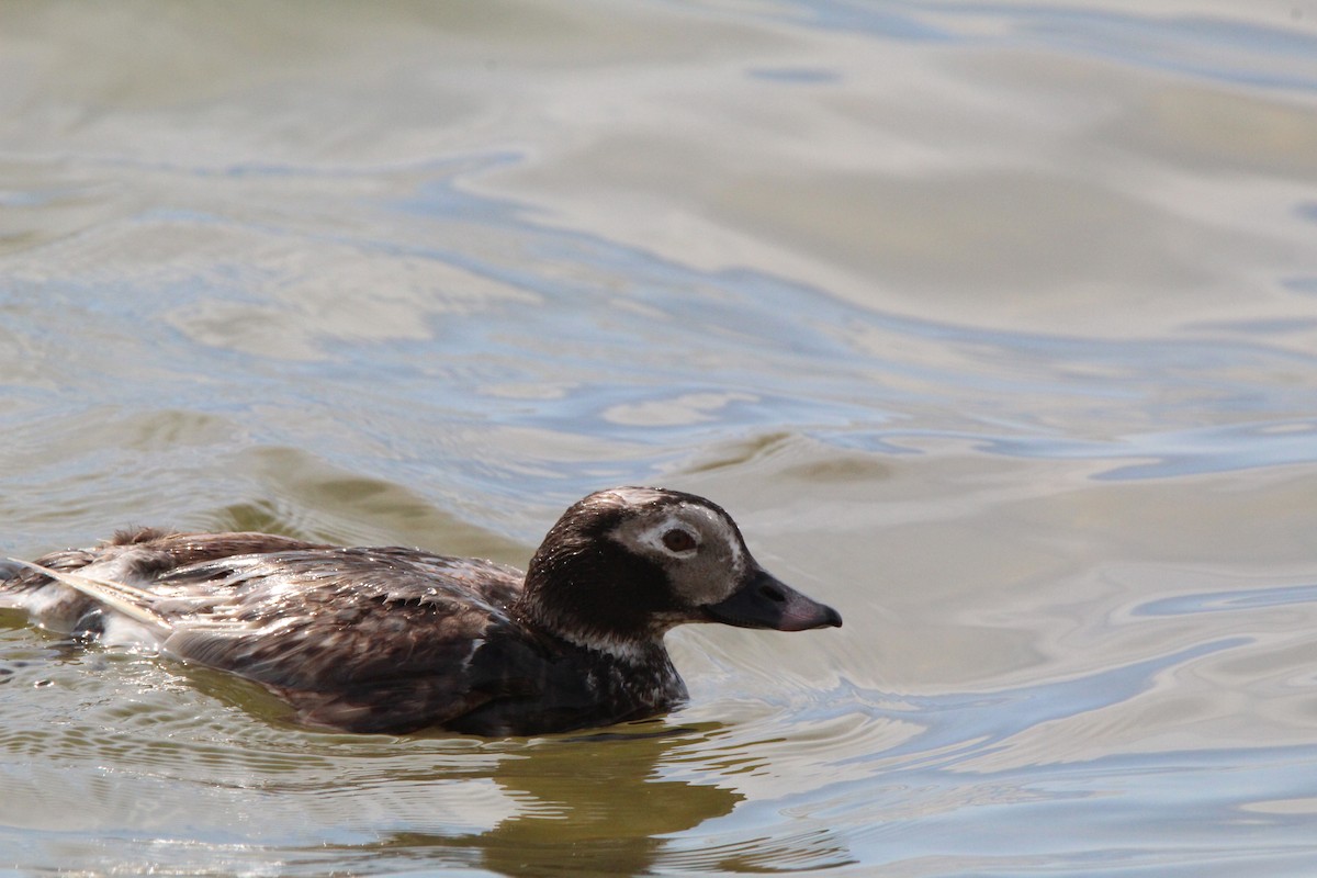 Long-tailed Duck - Lily Morello