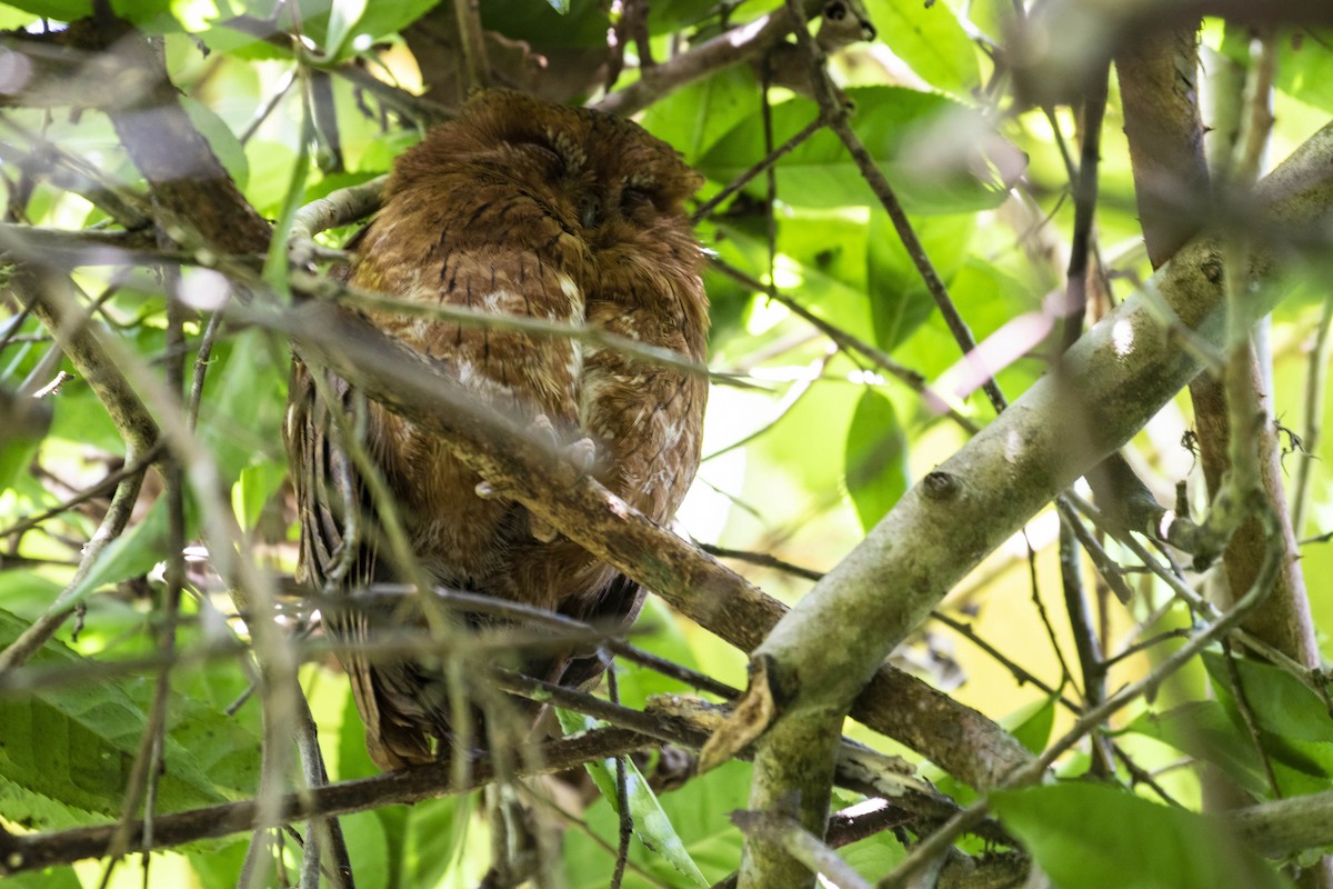 Madagascar Scops-Owl (Rainforest) - Simon Lane