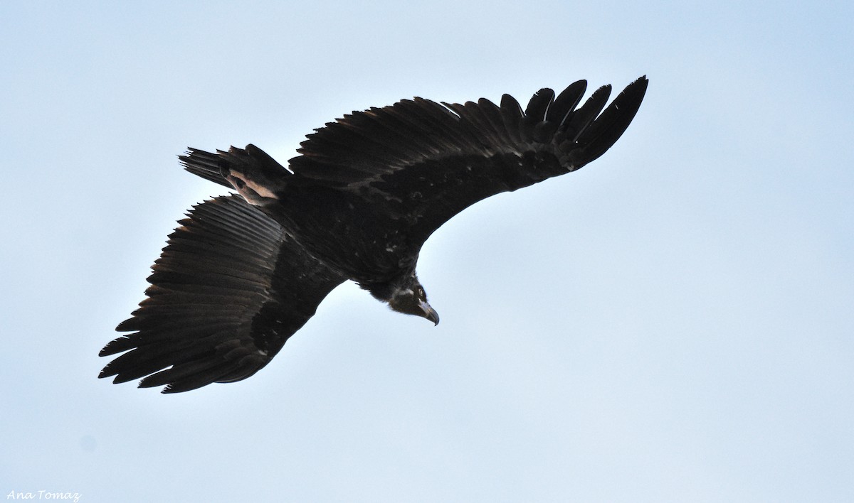 Cinereous Vulture - ML119059531