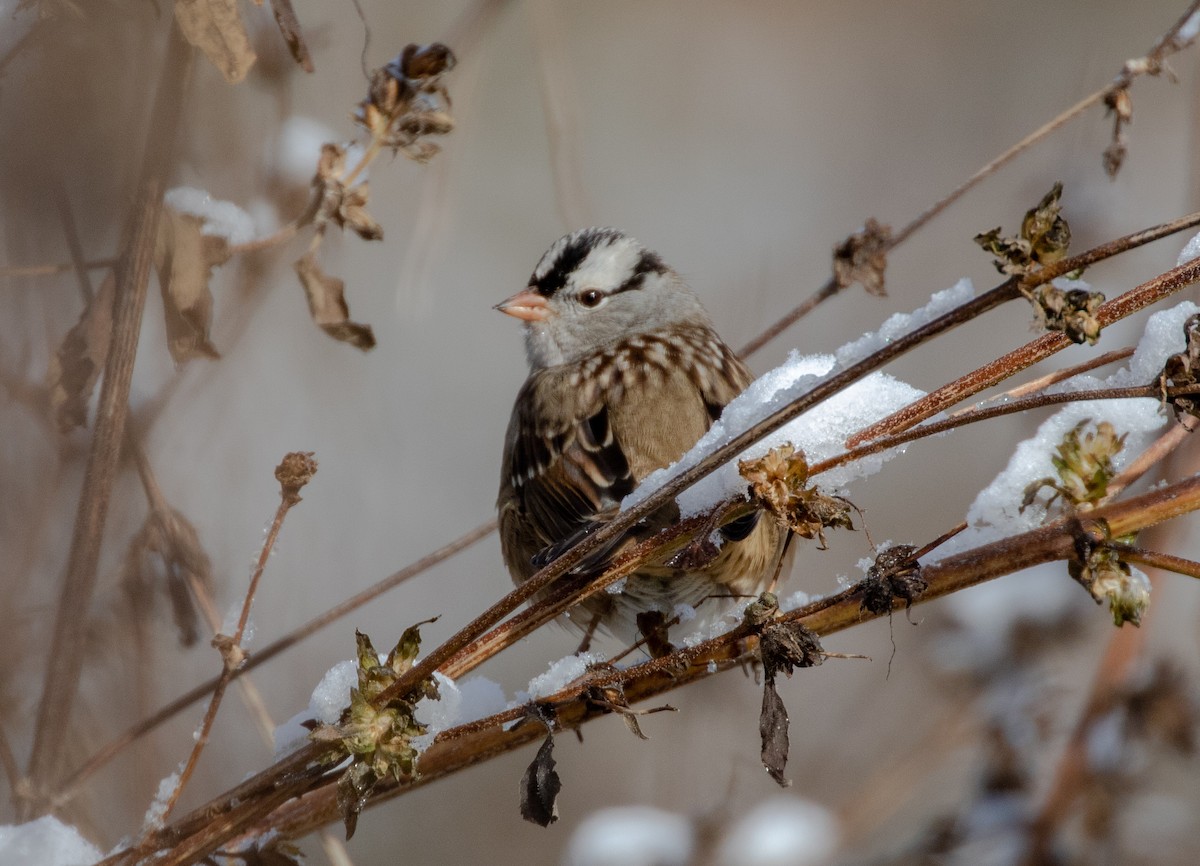 White-crowned Sparrow - ML119060021