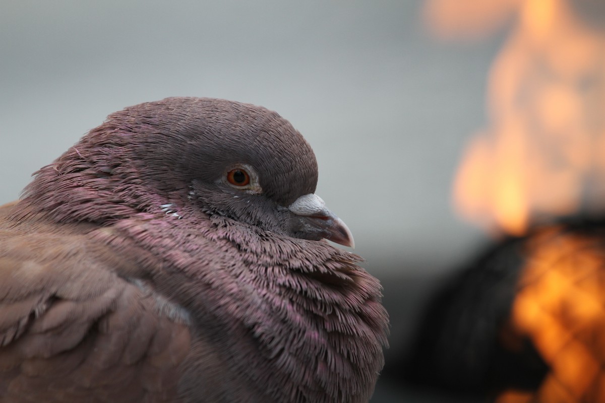 Rock Pigeon (Feral Pigeon) - Simon Tolzmann