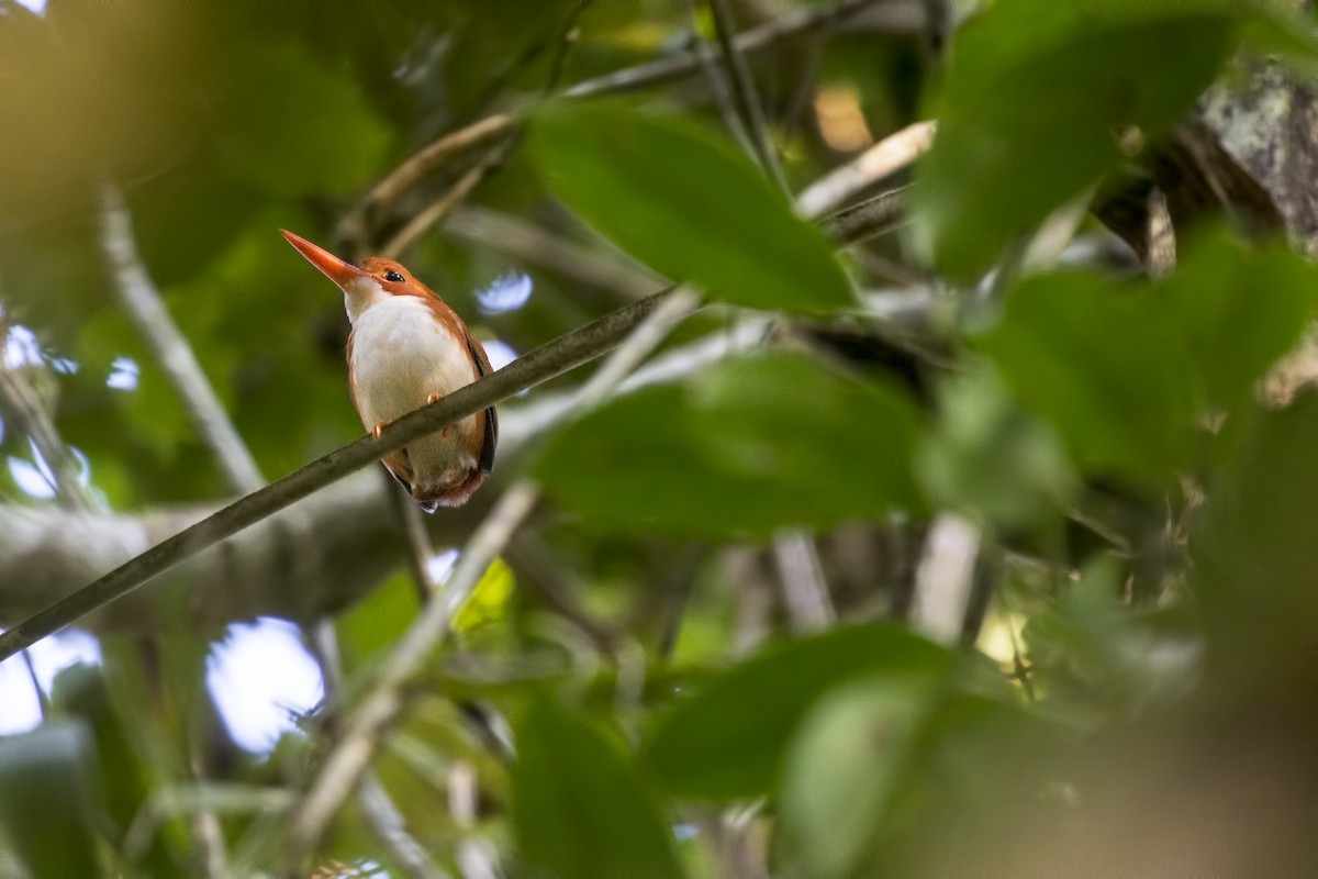 Madagascar Pygmy Kingfisher - ML119060071