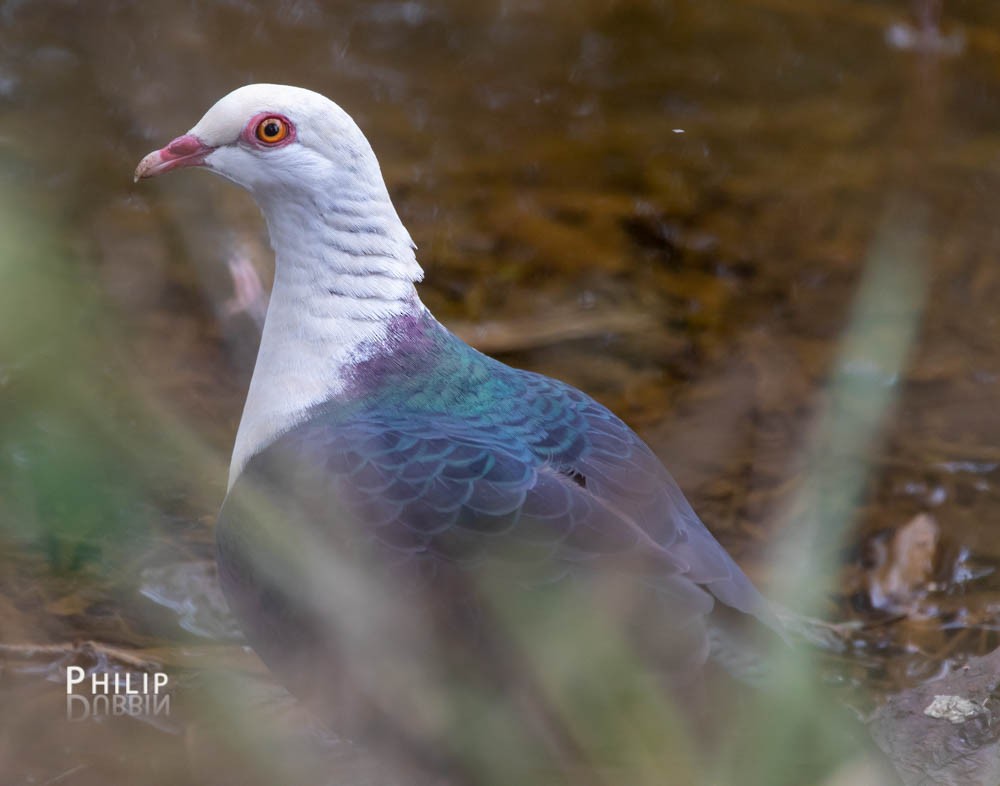 White-headed Pigeon - Philip Dubbin