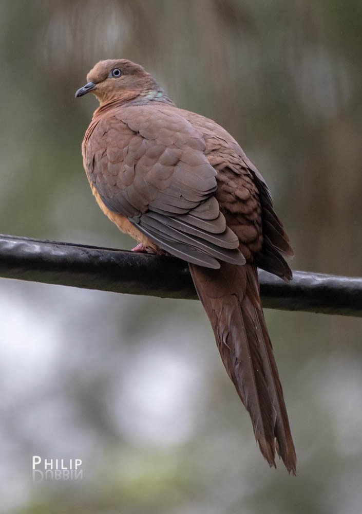 Brown Cuckoo-Dove - Philip Dubbin