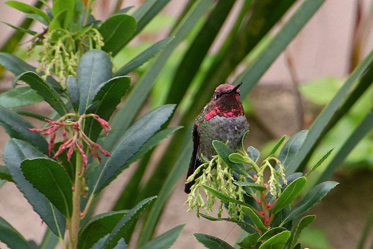 Anna's Hummingbird - Paul Williams