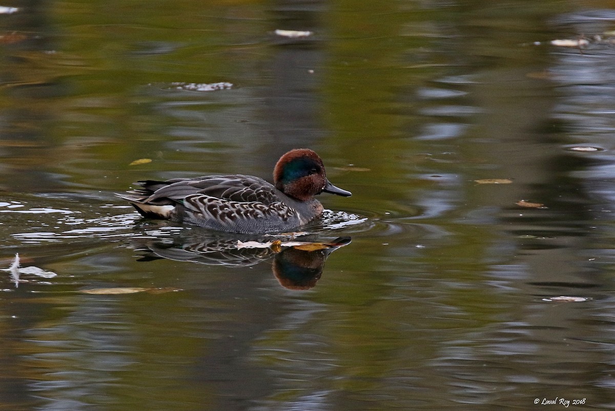 Green-winged Teal (American) - Laval Roy