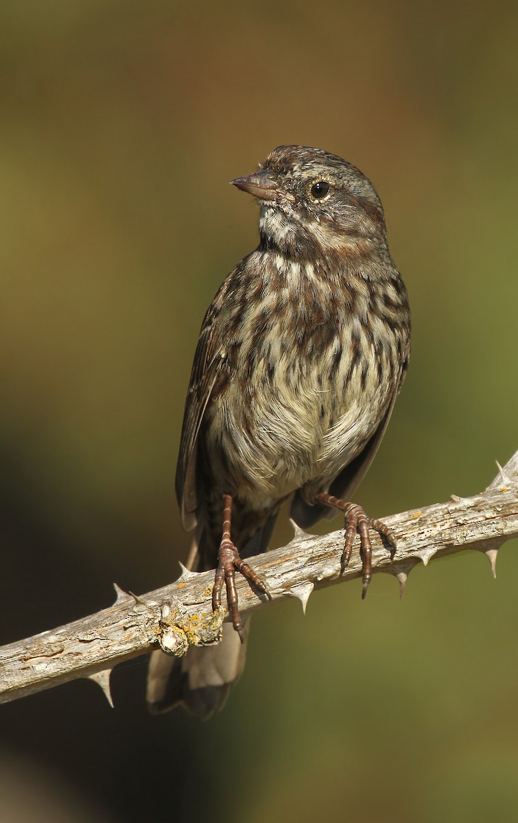 Song Sparrow (rufina Group) - ML119077691