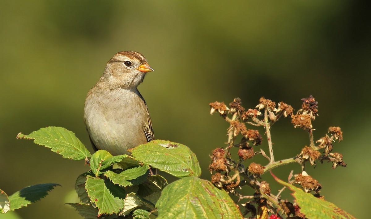White-crowned Sparrow (pugetensis) - Ryan Schain