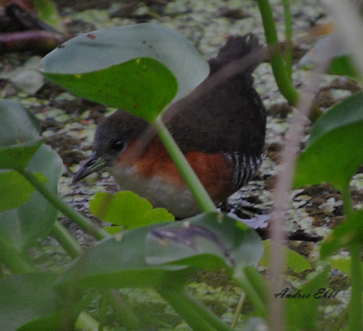 Rufous-sided Crake - andres ebel