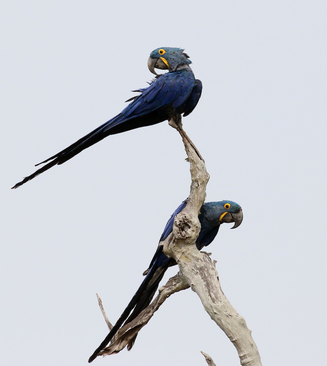 Hyacinth Macaw - Matthew Grube
