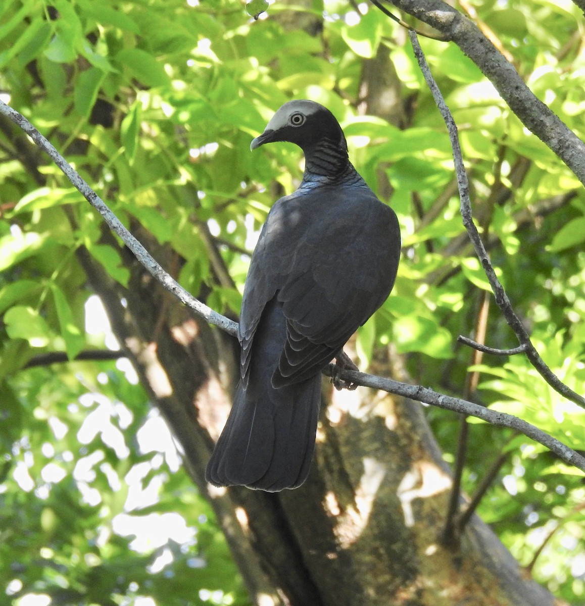 White-crowned Pigeon - ML119083591