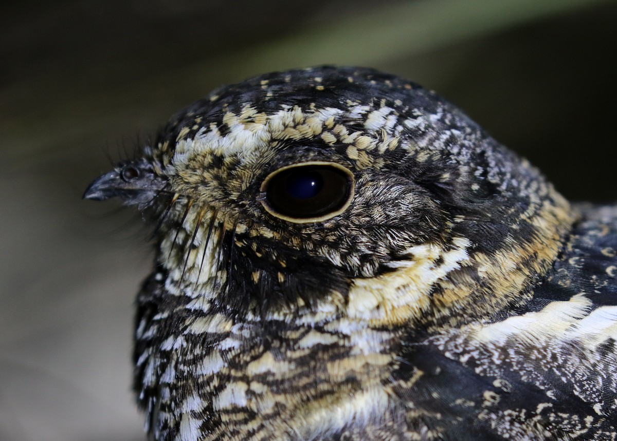 Spot-tailed Nightjar - Matthew Grube