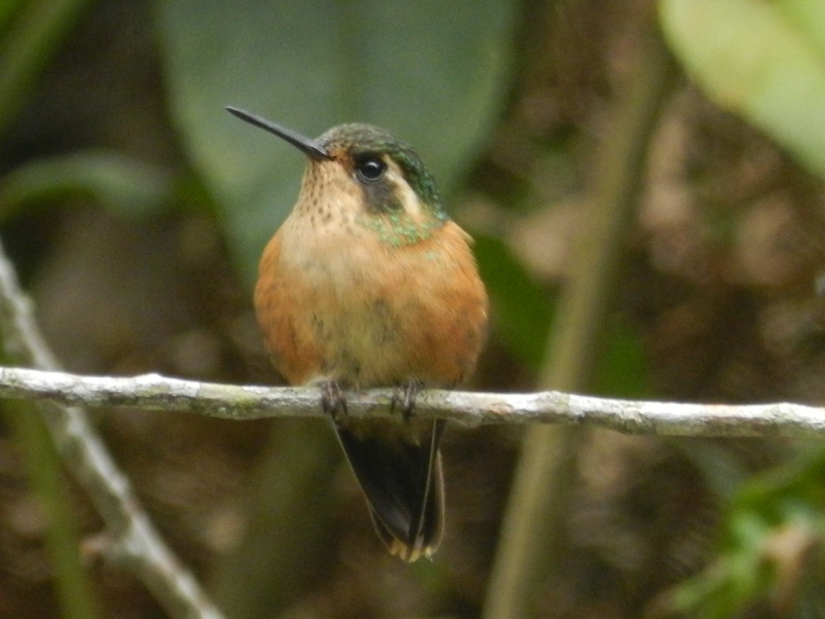 Speckled Hummingbird - Pajareros Birding Tours