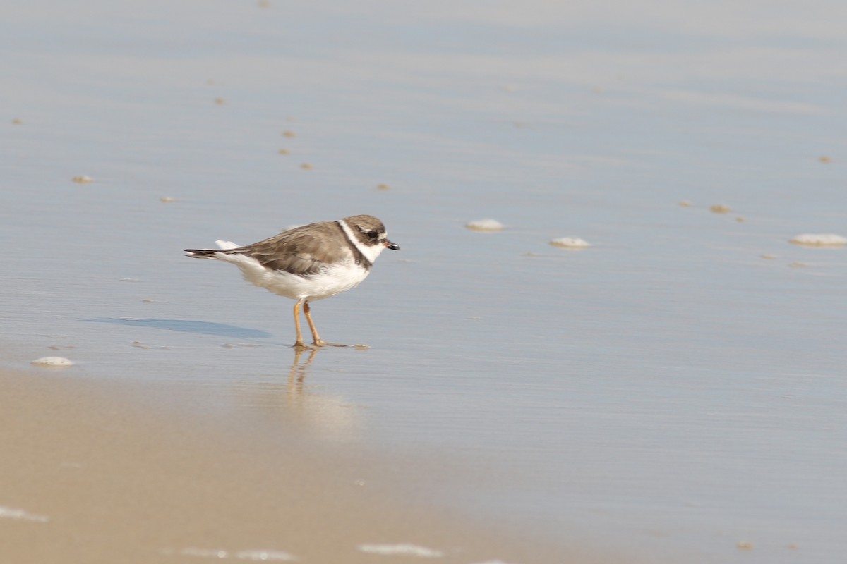 Semipalmated Plover - ML119087891