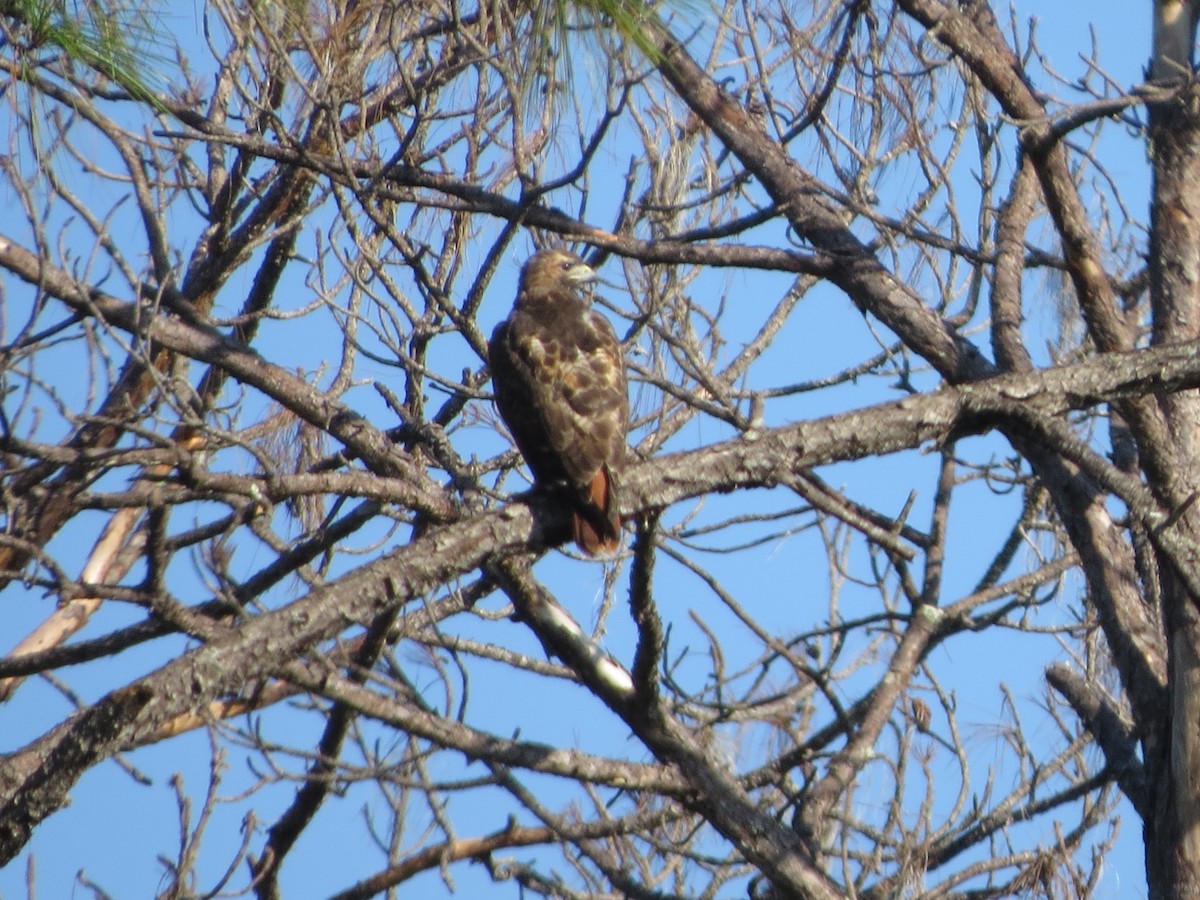 Red-tailed Hawk - ML119090471