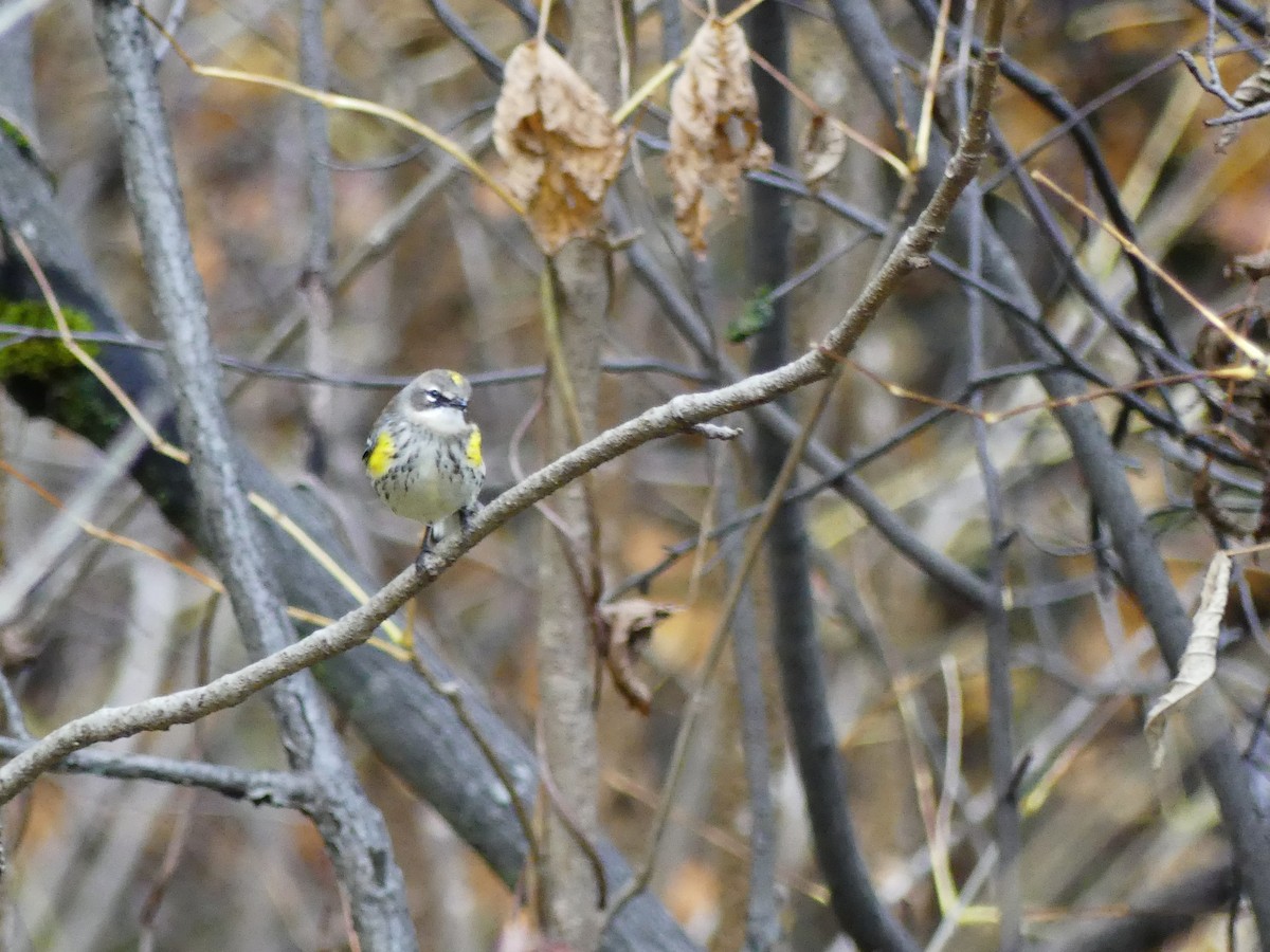 Yellow-rumped Warbler - Jacynthe Fortin