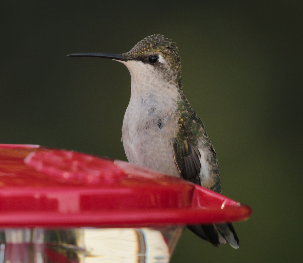 Ruby-throated Hummingbird - ML119090601