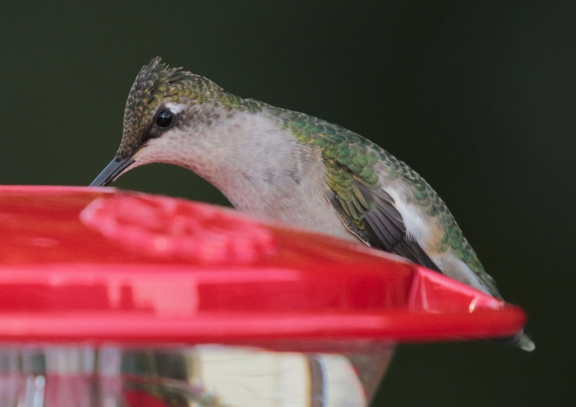 Ruby-throated Hummingbird - ML119090611
