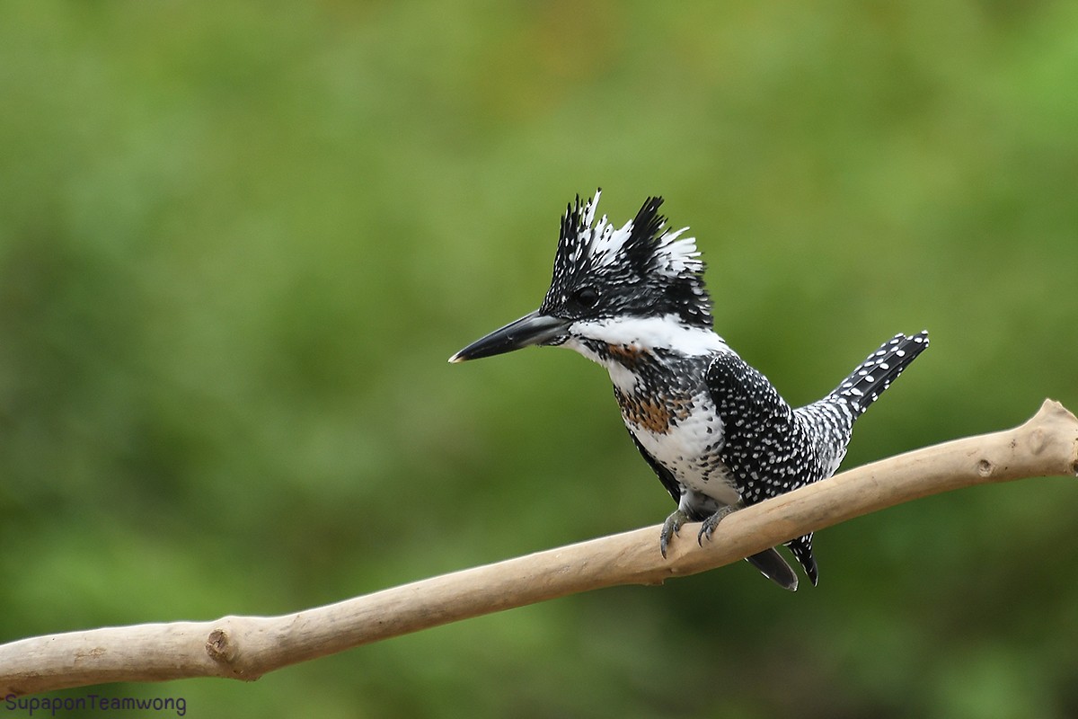 Crested Kingfisher - Supaporn Teamwong
