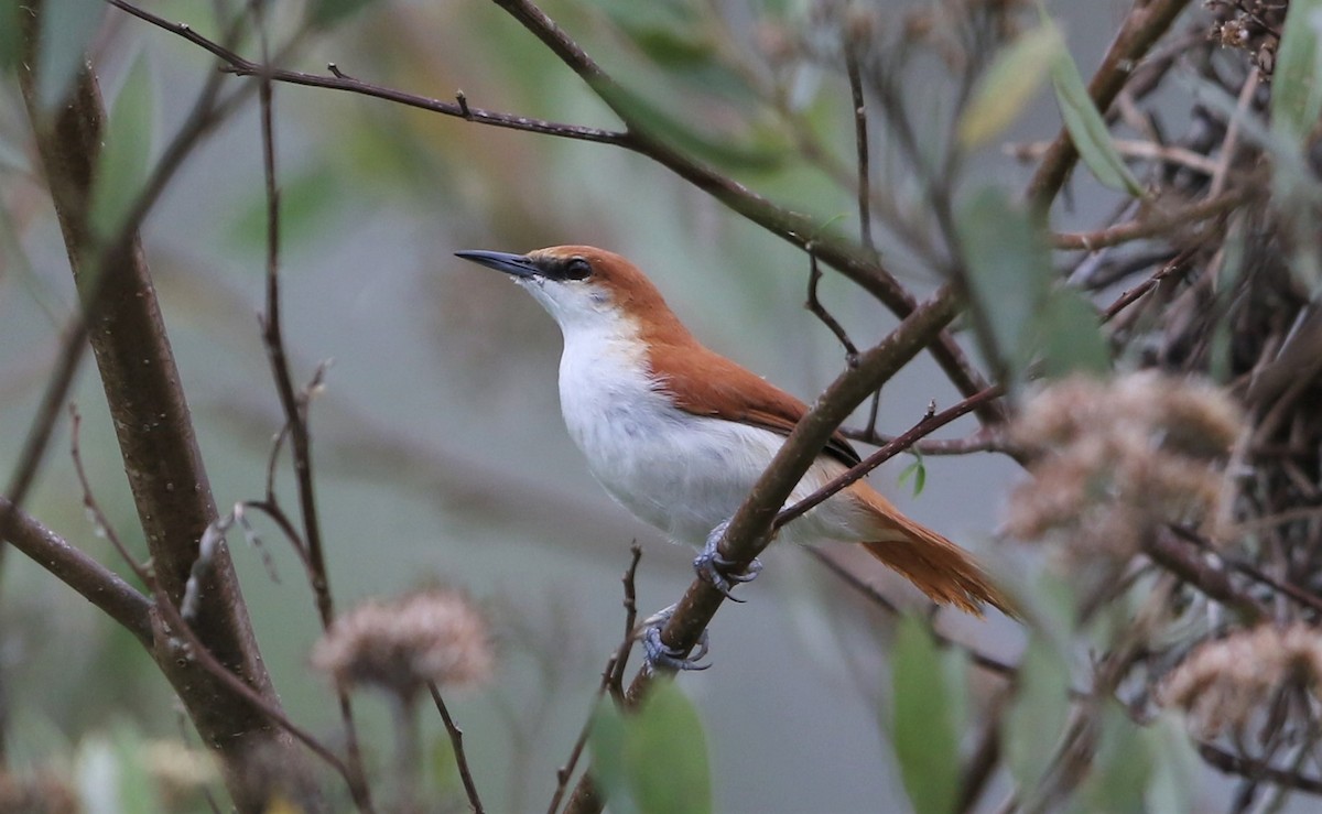 Red-and-white Spinetail - ML119094801