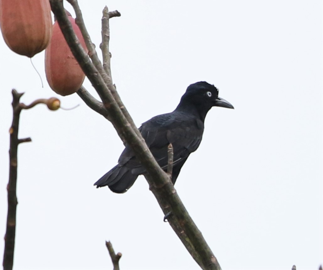 Amazonian Umbrellabird - ML119096151