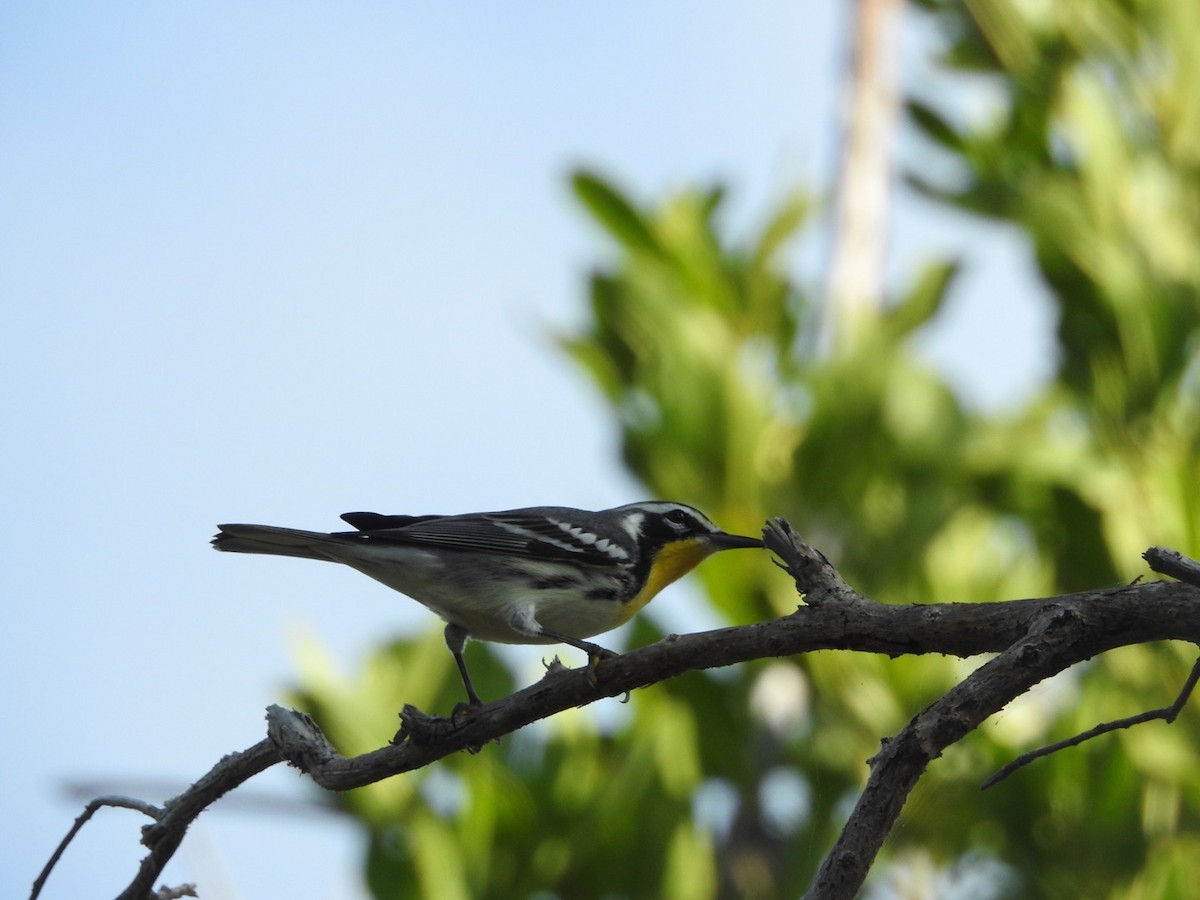 Yellow-throated Warbler (albilora) - ML119096621