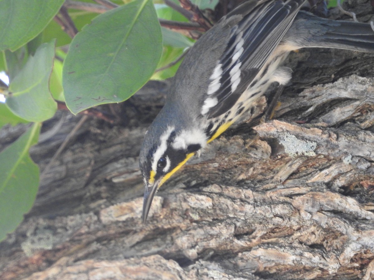Yellow-throated Warbler (dominica/stoddardi) - Luis Gles