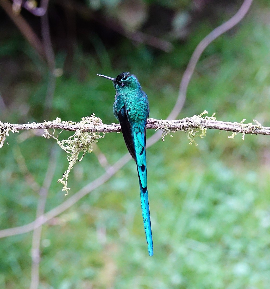 Long-tailed Sylph - ML119097101