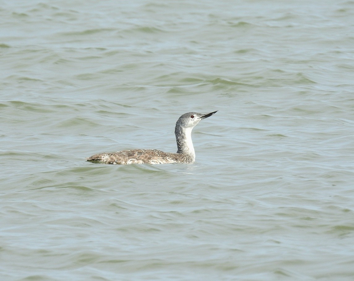 Red-throated Loon - ML119097581