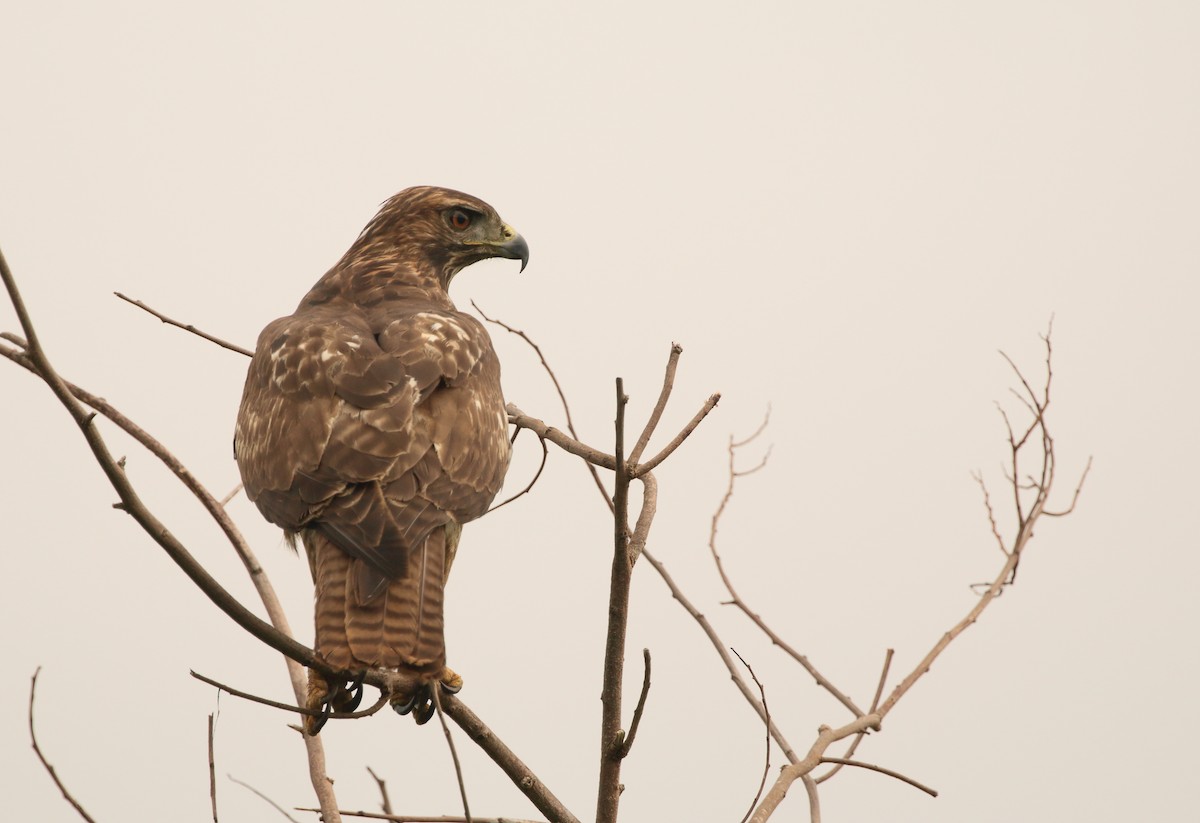 Red-tailed Hawk (socorroensis) - ML119098151