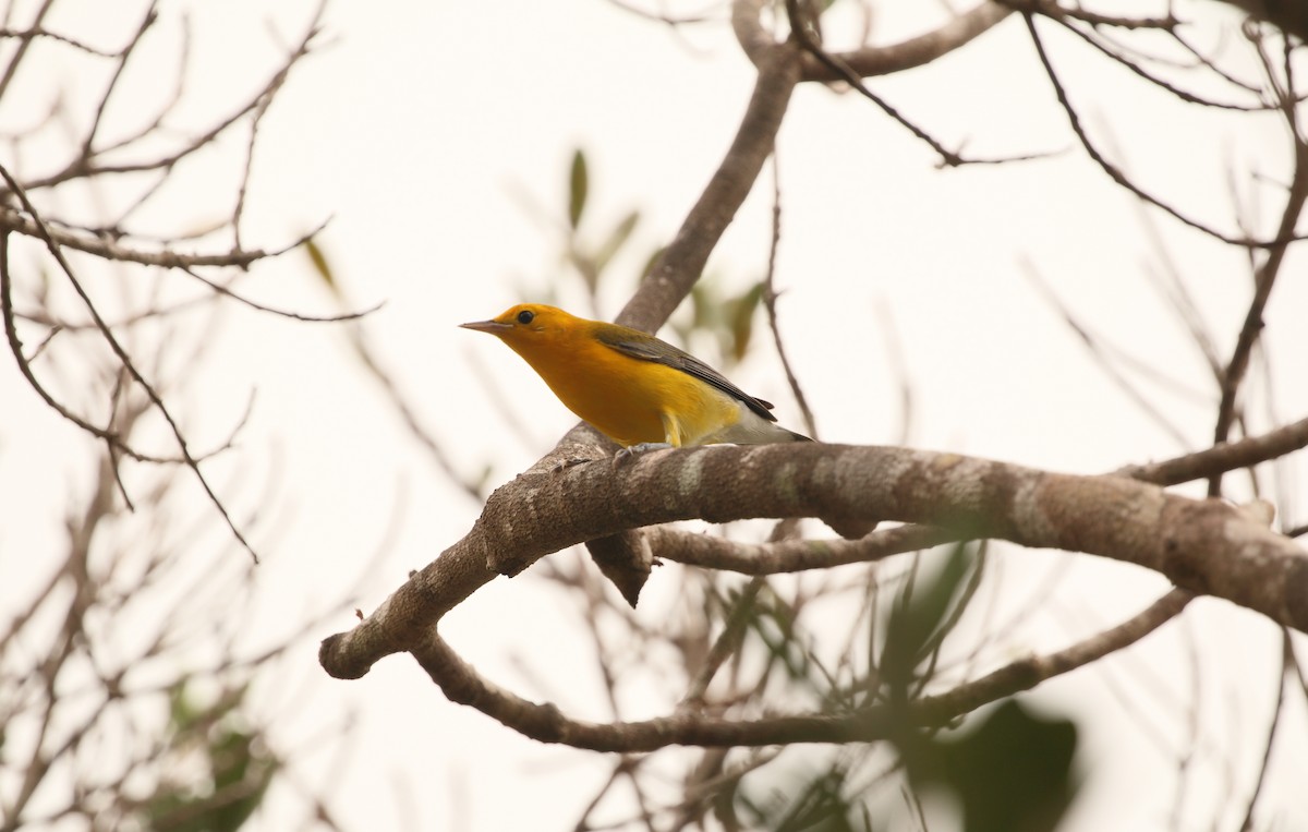 Prothonotary Warbler - Anuar López