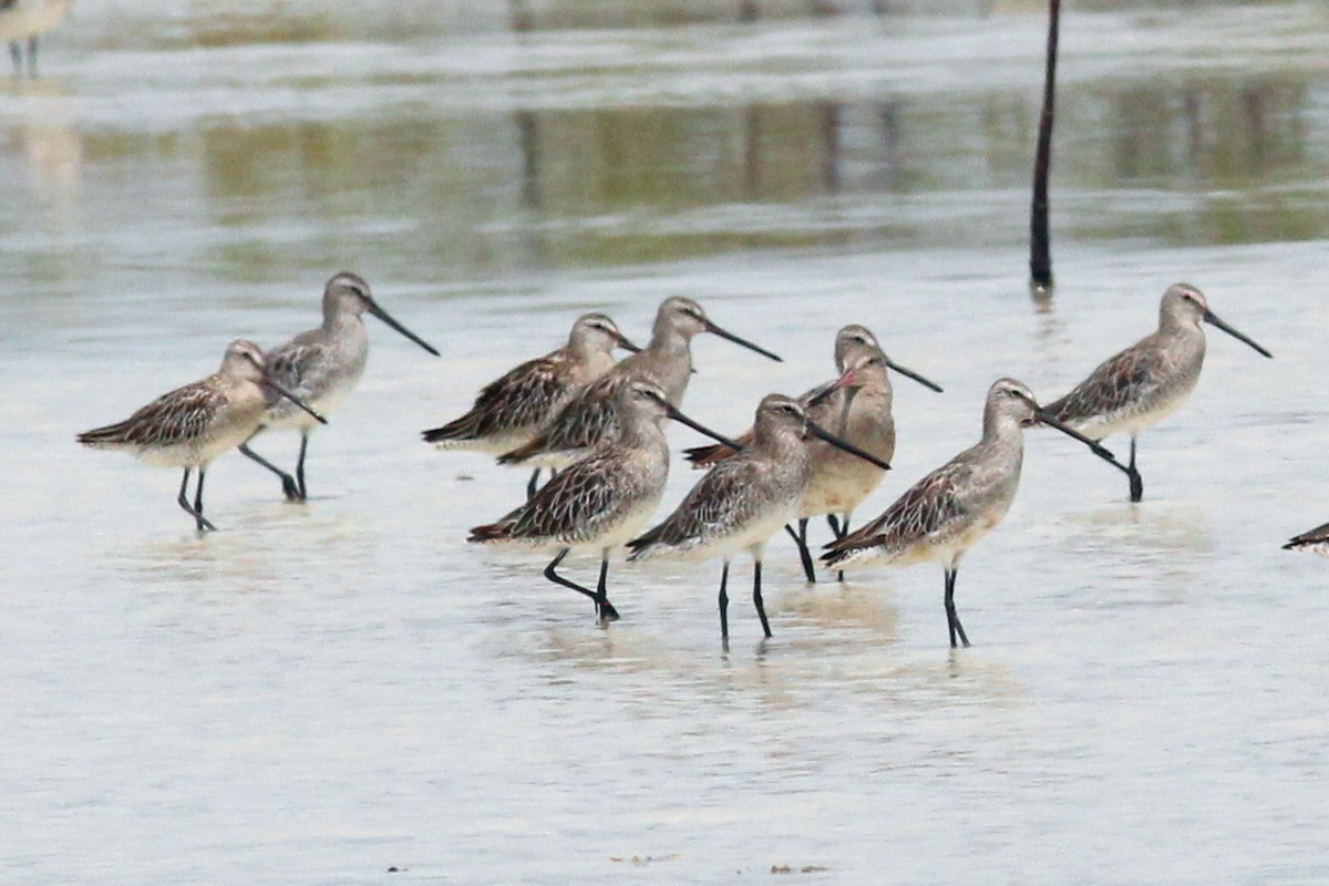 Asian Dowitcher - ML119100861