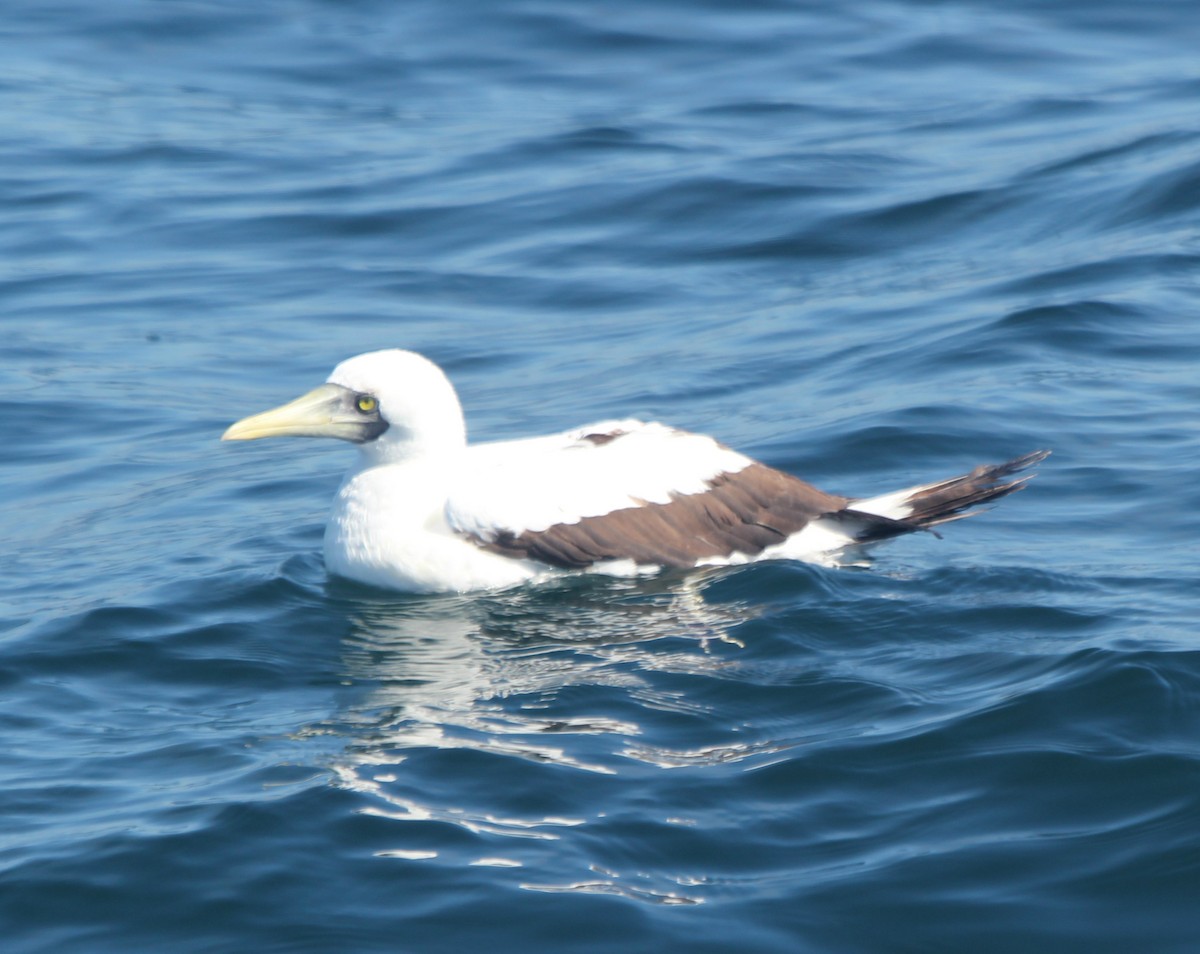 Masked Booby - ML119101591